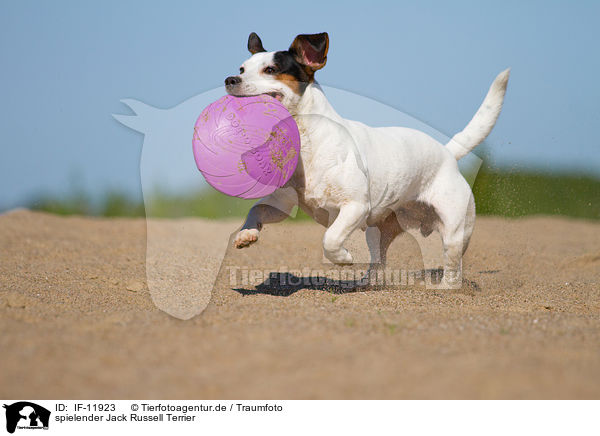 spielender Jack Russell Terrier / IF-11923