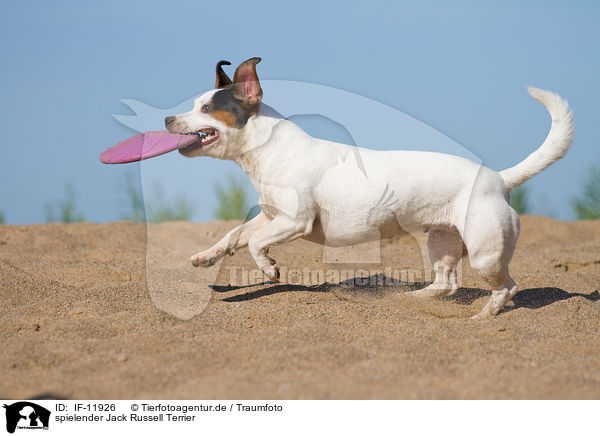 spielender Jack Russell Terrier / playing Jack Russell Terrier / IF-11926