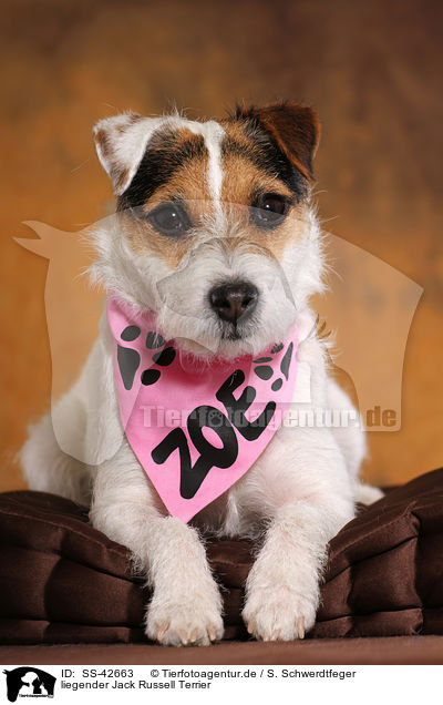 liegender Parson Russell Terrier / lying Parson Russell Terrier / SS-42663