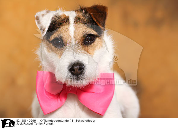 Jack Russell Terrier Portrait / SS-42696