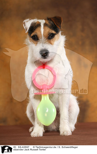 sitzender Jack Russell Terrier / SS-42697