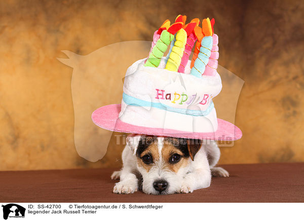 liegender Jack Russell Terrier / SS-42700