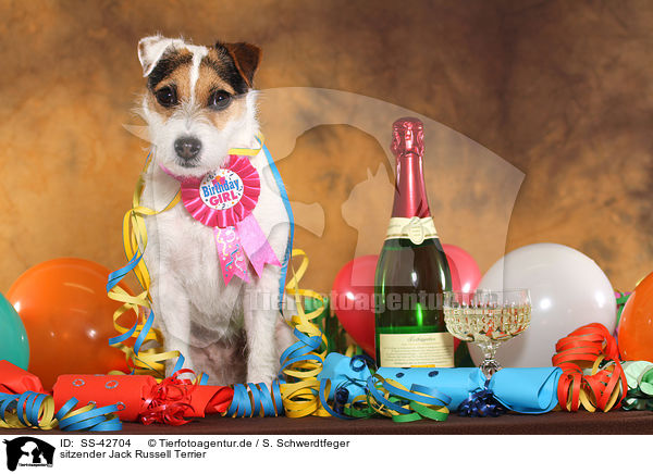 sitzender Parson Russell Terrier / sitting Parson Russell Terrier / SS-42704