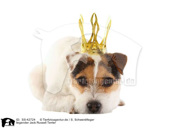 liegender Jack Russell Terrier / SS-42724