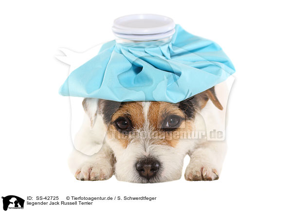 liegender Jack Russell Terrier / SS-42725