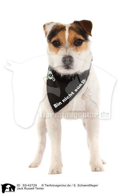 Jack Russell Terrier / SS-42729