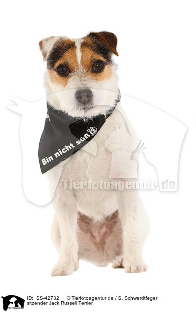 sitzender Jack Russell Terrier / SS-42732