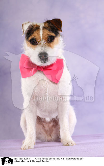 sitzender Jack Russell Terrier / SS-42734
