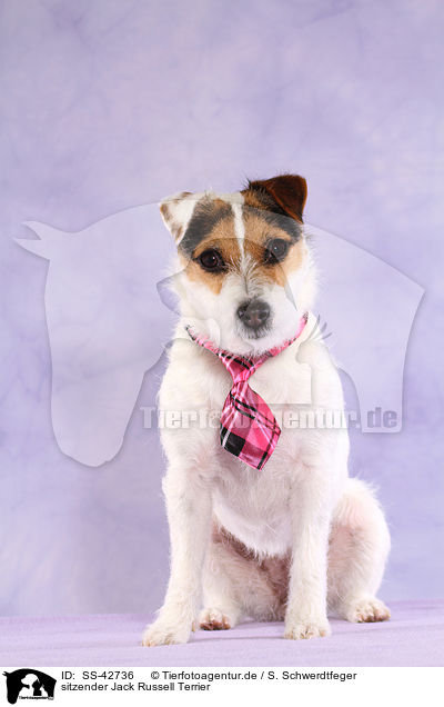 sitzender Jack Russell Terrier / SS-42736
