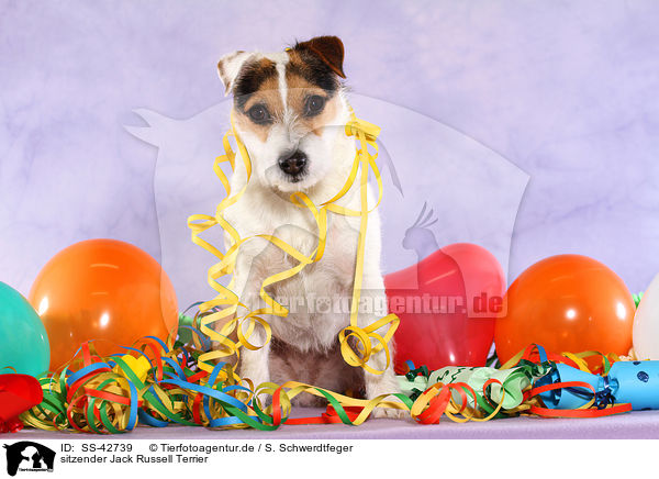 sitzender Parson Russell Terrier / sitting Parson Russell Terrier / SS-42739