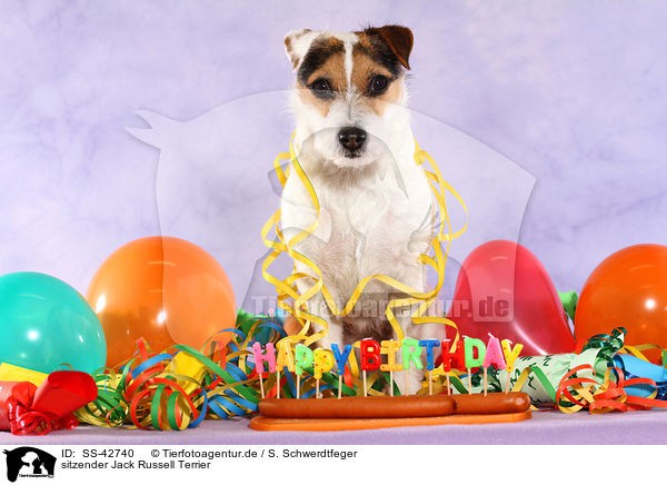 sitzender Parson Russell Terrier / sitting Parson Russell Terrier / SS-42740