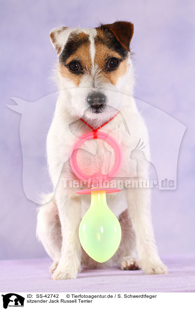 sitzender Jack Russell Terrier / SS-42742