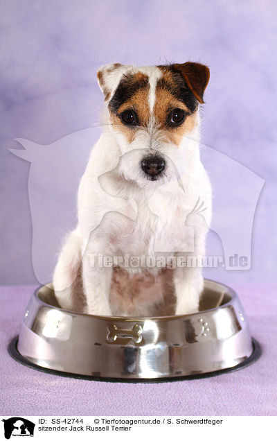 sitzender Jack Russell Terrier / SS-42744