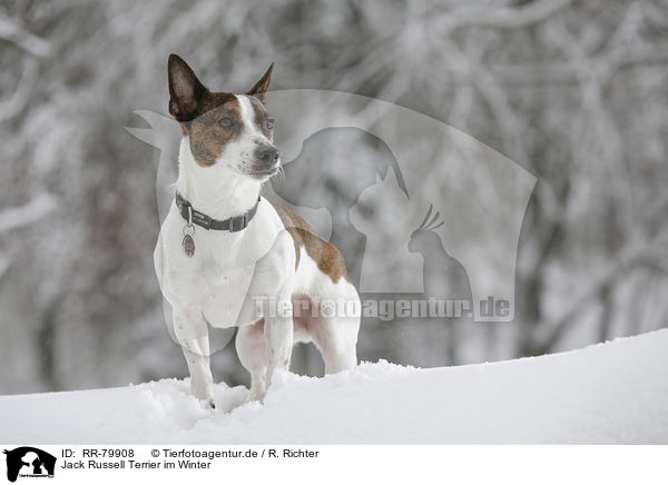 Jack Russell Terrier im Winter / Jack Russell Terrier in snow / RR-79908