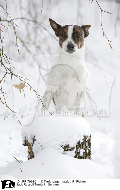 Jack Russell Terrier im Schnee / Jack Russell Terrier in snow / RR-79986