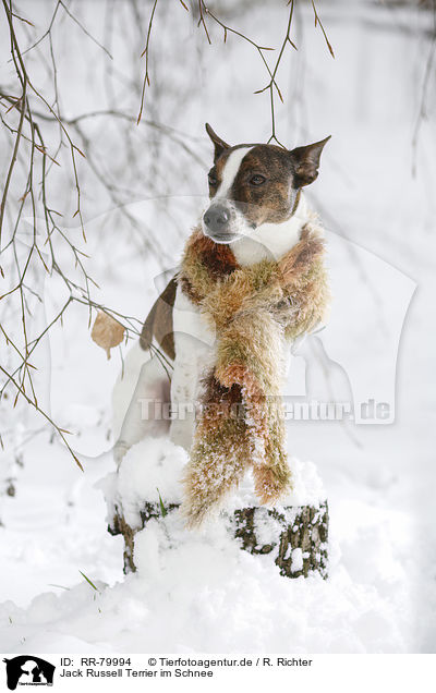 Jack Russell Terrier im Schnee / Jack Russell Terrier in snow / RR-79994