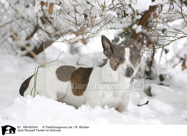 Jack Russell Terrier im Schnee / Jack Russell Terrier in snow / RR-80004