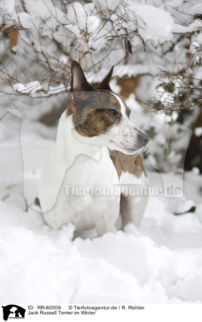Jack Russell Terrier im Winter / Jack Russell Terrier in snow / RR-80008