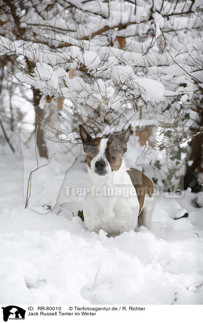 Jack Russell Terrier im Winter / Jack Russell Terrier in snow / RR-80010