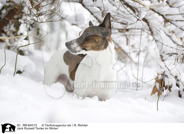 Jack Russell Terrier im Winter / Jack Russell Terrier in snow / RR-80015