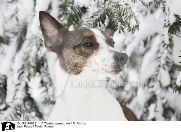 Jack Russell Terrier Portrait / Jack Russell Terrier Portrait / RR-80028
