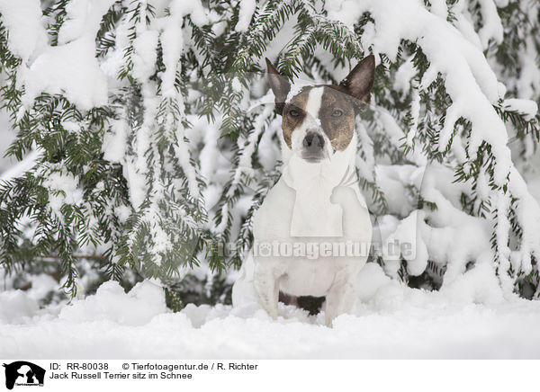Jack Russell Terrier sitz im Schnee / RR-80038