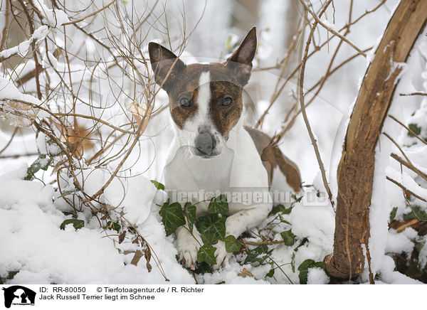 Jack Russell Terrier liegt im Schnee / Jack Russell Terrier lies in snow / RR-80050