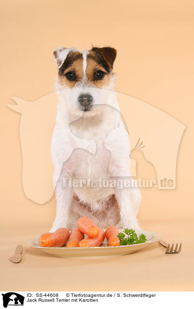 Parson Russell Terrier mit Karotten / Parson Russell Terrier with carrots / SS-44608