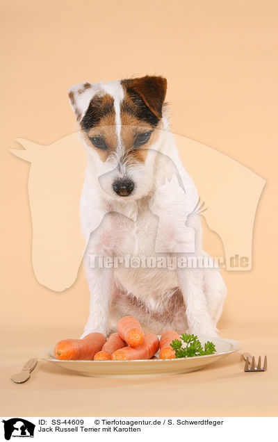 Parson Russell Terrier mit Karotten / Parson Russell Terrier with carrots / SS-44609