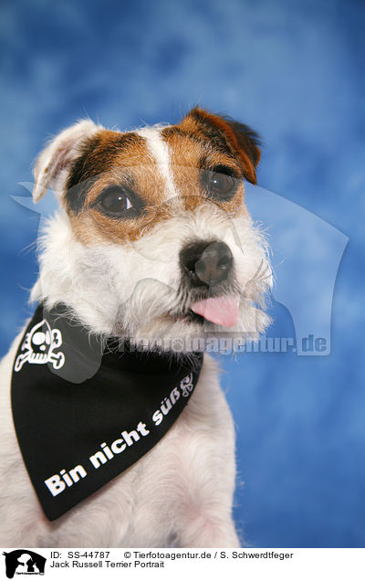 Jack Russell Terrier Portrait / SS-44787