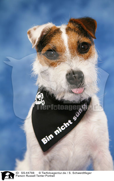 Parson Russell Terrier Portrait / Parson Russell Terrier Portrait / SS-44788
