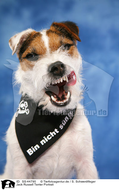 Jack Russell Terrier Portrait / SS-44790