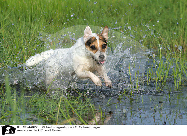 rennender Jack Russell Terrier / SS-44822