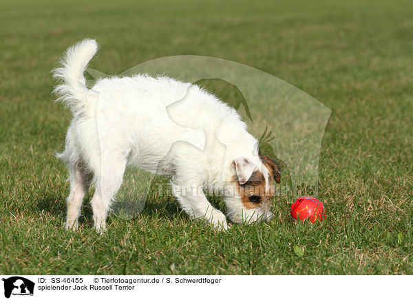 spielender Parson Russell Terrier / playing Parson Russell Terrier / SS-46455
