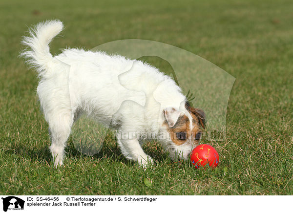 spielender Parson Russell Terrier / playing Parson Russell Terrier / SS-46456