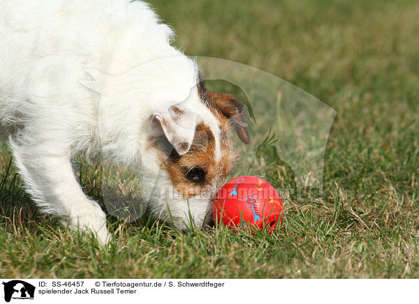 spielender Parson Russell Terrier / playing Parson Russell Terrier / SS-46457