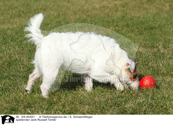 spielender Jack Russell Terrier / SS-46461