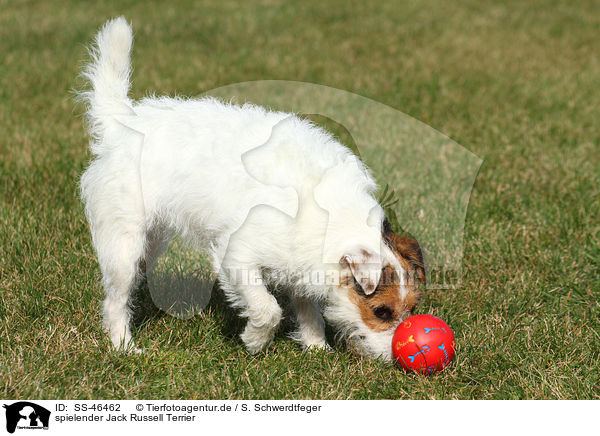 spielender Jack Russell Terrier / SS-46462