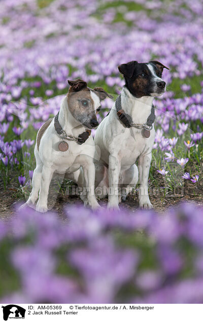 2 Jack Russell Terrier / AM-05369