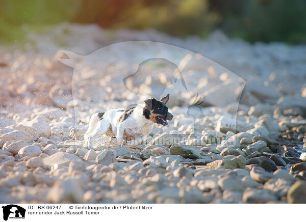 rennender Jack Russell Terrier / running Jack Russell Terrier / BS-06247