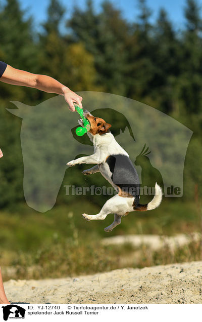 spielender Jack Russell Terrier / playing Jack Russell Terrier / YJ-12740