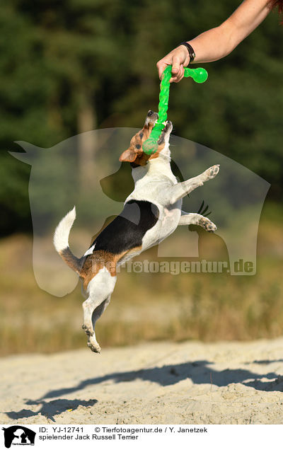 spielender Jack Russell Terrier / playing Jack Russell Terrier / YJ-12741