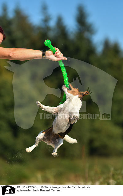 spielender Jack Russell Terrier / playing Jack Russell Terrier / YJ-12745