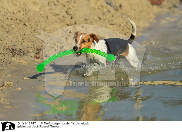 spielender Jack Russell Terrier / playing Jack Russell Terrier / YJ-12747