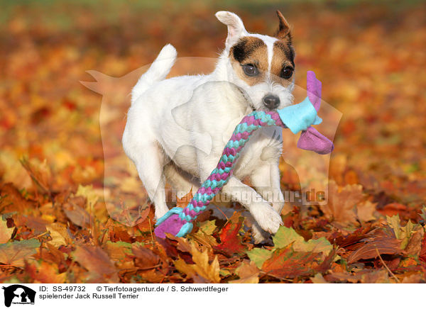 spielender Parson Russell Terrier / playing Parson Russell Terrier / SS-49732