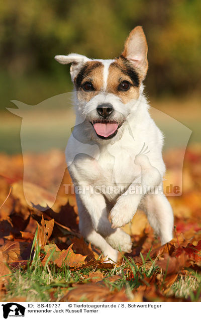 rennender Parson Russell Terrier / running Parson Russell Terrier / SS-49737
