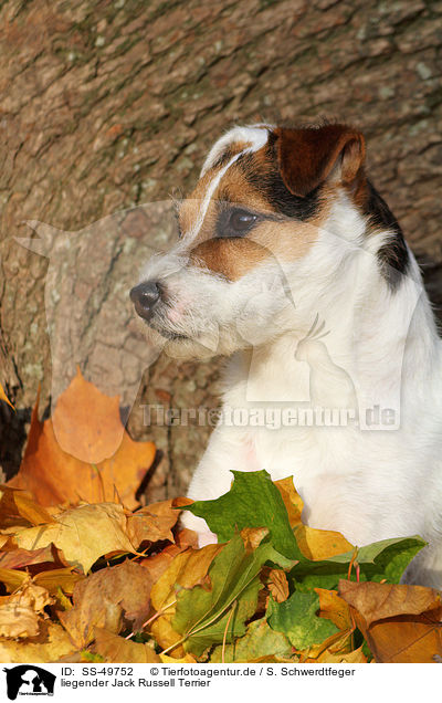 liegender Parson Russell Terrier / lying Parson Russell Terrier / SS-49752
