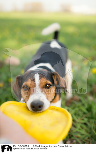 spielender Jack Russell Terrier / playing Jack Russell Terrier / BS-06751