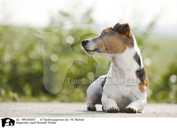 liegender Jack Russell Terrier / lying Jack Russell Terrier / RR-95687