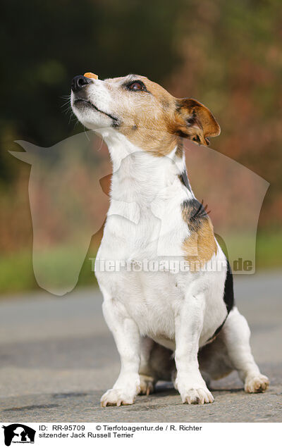 sitzender Jack Russell Terrier / sitting Jack Russell Terrier / RR-95709
